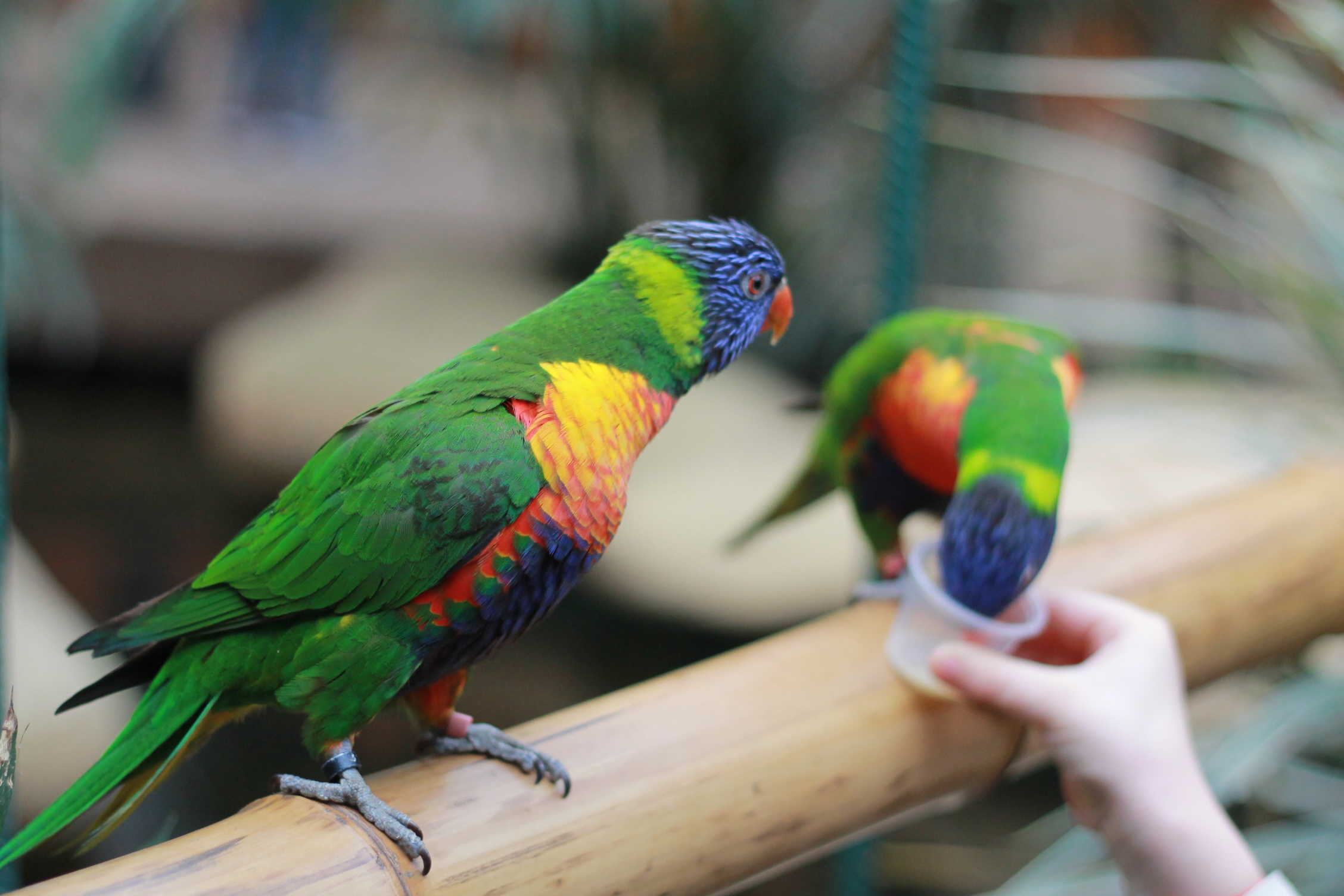 Colchester ZOO