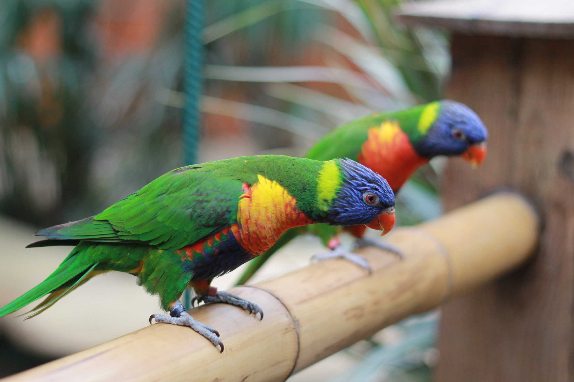 Colchester ZOO