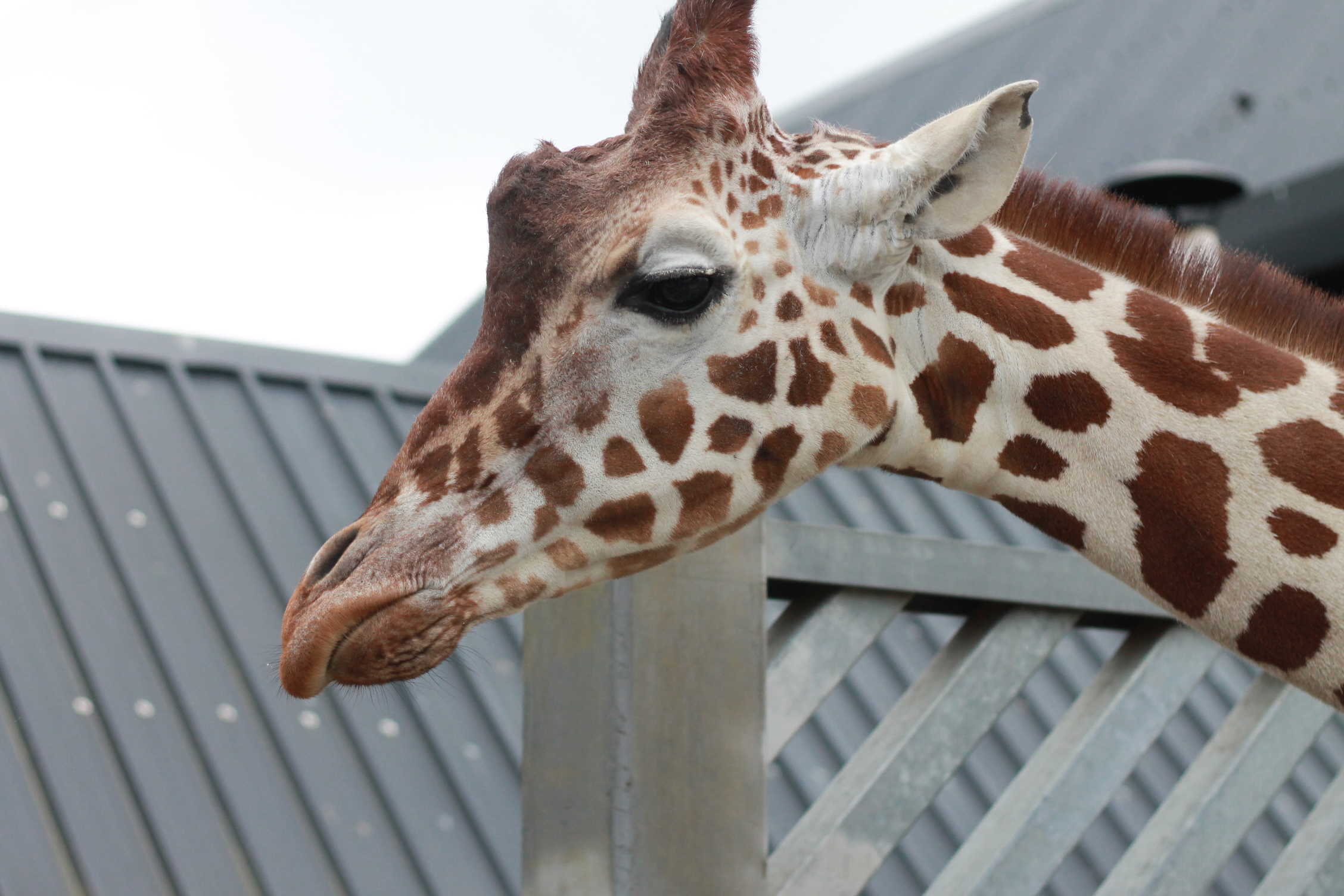 Colchester ZOO